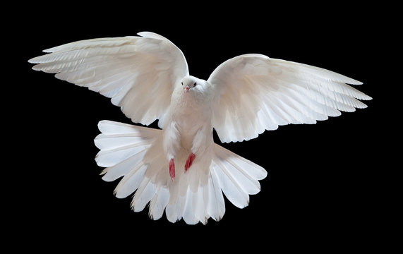 42,949 BEST Black And White Dove IMAGES, STOCK PHOTOS & VECTORS | Adobe