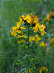 Hypericum perforatum
