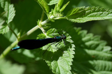 Blue dragonfly on a nettle