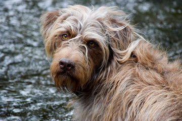 Portrait of a cute faithful dog
