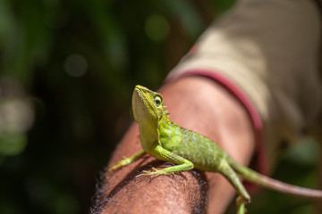 Portrait of a small green iguana on a man hand on a tropical island of Bali, Indonesia. Close up, macro