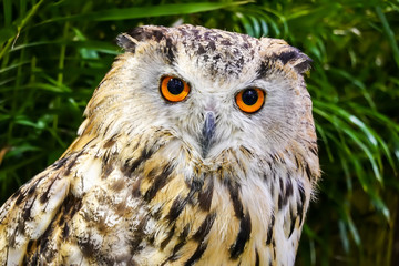 Beautiful eurasian eagle owl portrait