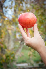 Woman's hand holding red apple against the natural background.