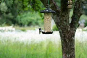 Birdfeeder with small bird