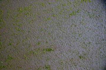 Green grunge mold rough surface vintage old dirty weathering distress texture background