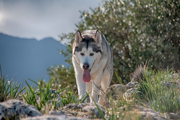 perro gris lobo de raza alaskan malamute