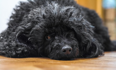 black, fluffy dog of breed a poodle. Sad dog lying on the floor