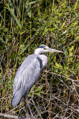 Beautiful Heron