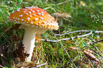 agaric (Amanita muscaria) in the autumn forest.sunlight