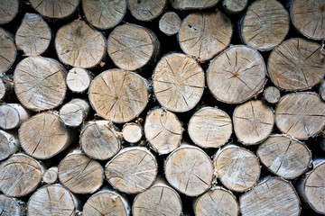 logging for the winter. logs of trees stacked. close-up. Abstract background. Wood texture