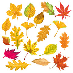 autumn color leaves isolate on white background. vector illustration