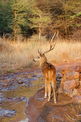 Spotted deer stag in the Ranthambore National Park in India