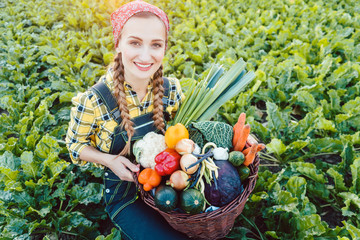 Fototapeta premium Bauer Frau in einem Feld bietet biologisch angebautes Gemüse 