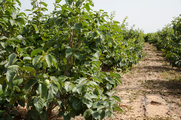 Fototapeta na wymiar Planting persimmon trees in the summer sun in the field.