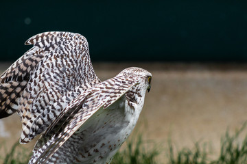 a peregrine falcon perched is its host, surrounded by grass