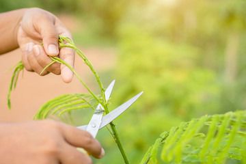 Hand holding scissor and cutting green young top of senegalia pennata, Climbing Wattle, Acacia or...
