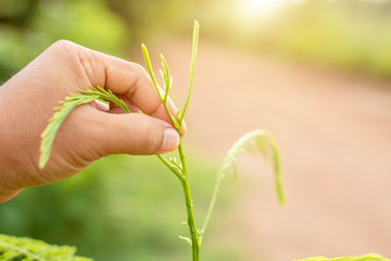 Hand holding scissor and cutting green young top of senegalia pennata, Climbing Wattle, Acacia or...