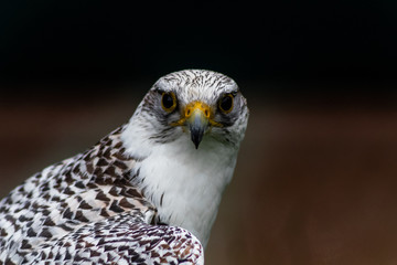 a peregrine falcon perched is its host, surrounded by grass