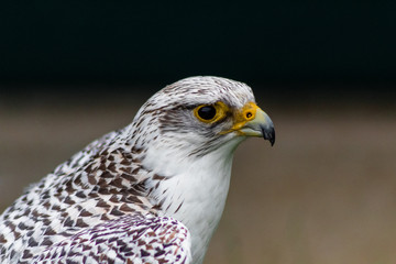 Obraz premium a peregrine falcon perched is its host, surrounded by grass