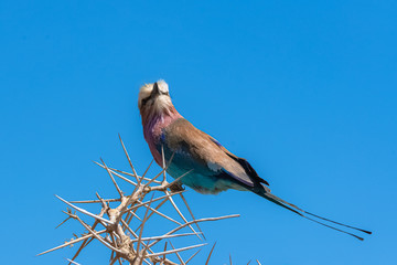 Lilac-breasted Roller, Coracias caudatus, colorful bird perched on an acacia in the Ngorongoro caldera