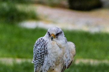 a peregrine falcon perched is its host, surrounded by grass