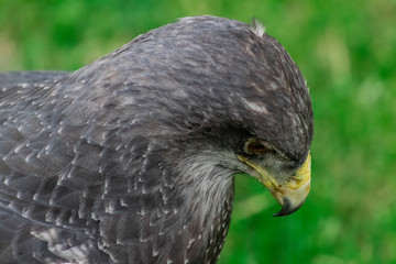 a peregrine falcon perched is its host, surrounded by grass