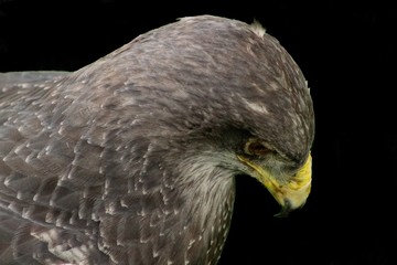 a peregrine falcon perched is its host, surrounded by grass