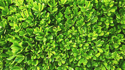 Green Plant Background