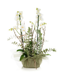 White Orchid Isolated     