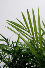 Neanthe bella palm (Chamaedorea elegans) leaves with water drops on white background