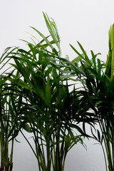 Neanthe bella palm (Chamaedorea elegans) leaves with water drops on white background
