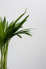 Close-up of golden cane palm (Dypsis lutescens) leaves with water drops on white background
