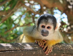 Cute Bolivian squirrel monkey (Saimiri boliviensis) playing in branch