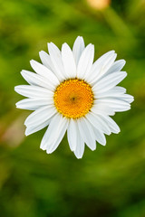 Fototapeta premium Closeup Margaritten vor grüner Blumenwiese