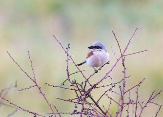 Red-backed shrike