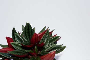 Fototapeta premium Close-up of emerald ripple peperomia (Peperomia caperata) on white background