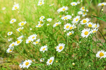 Сhamomile (Matricaria recutita), blooming plants in the spring meadow on a sunny day, closeup