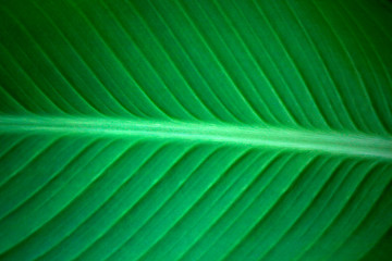 nature green leaf macro background 