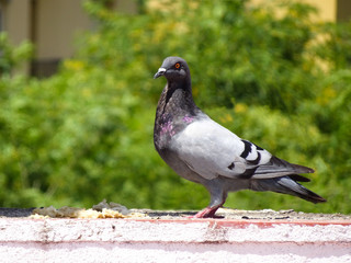 Pigeon perched on a wall sunbathing