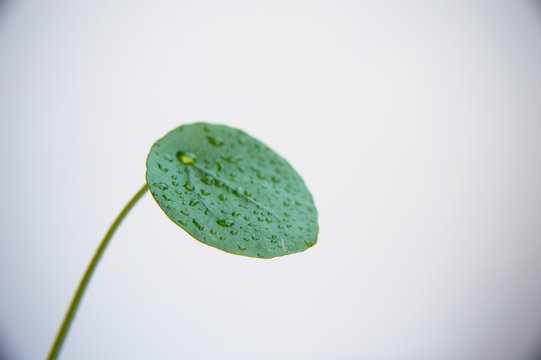 Close-up Of Chinese Money Plant (Pilea Peperomioides) Leaves With Water Drops On White Background