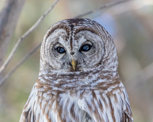 Barred Owl