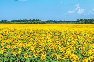 Sunflower field with cloudy blue sky