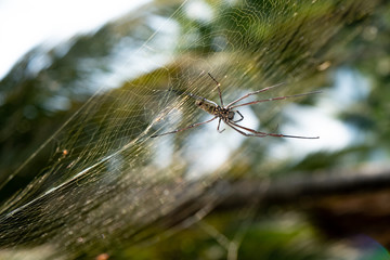 spider on web on web with green blurred background