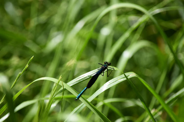 blue dragonfly in the meadow