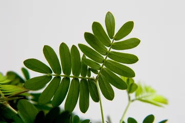 Foto op Plexiglas Monstera Close-up van touch-me-not plant (Mimosa pudica) bladeren op witte achtergrond