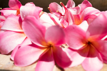 Fototapeta na wymiar frangipani flower, spa concept , with copy space.