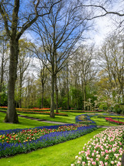 Fresh Pink Tulip Flowers Garden ; Keukenhof Is Amsterdam's Annual Tulip Festival 