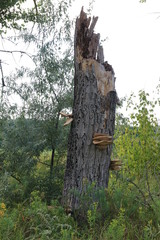 Large tree mushrooms grew on the trunk of a tree 