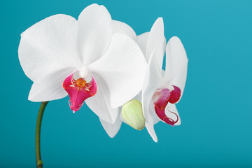 Tropical white Orchid on a blue background. Free space, Copy-Space