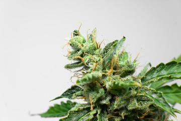 Fresh green weed In details. CBD THC in Pot. Marijuana bud close up. Macro trichomes cannabis....